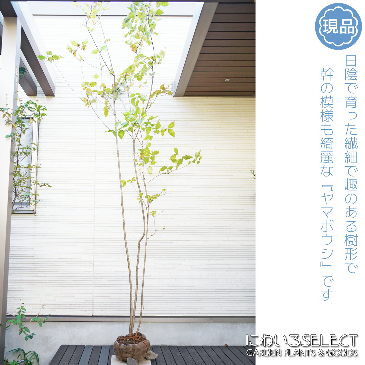 【楽天市場】山採り【ヤマボウシ】 株立ち 自然樹形 樹高H≒285 × 枝張W≒150cm 高木 落葉樹 小型 中型 大型 雑木風 植木 庭木