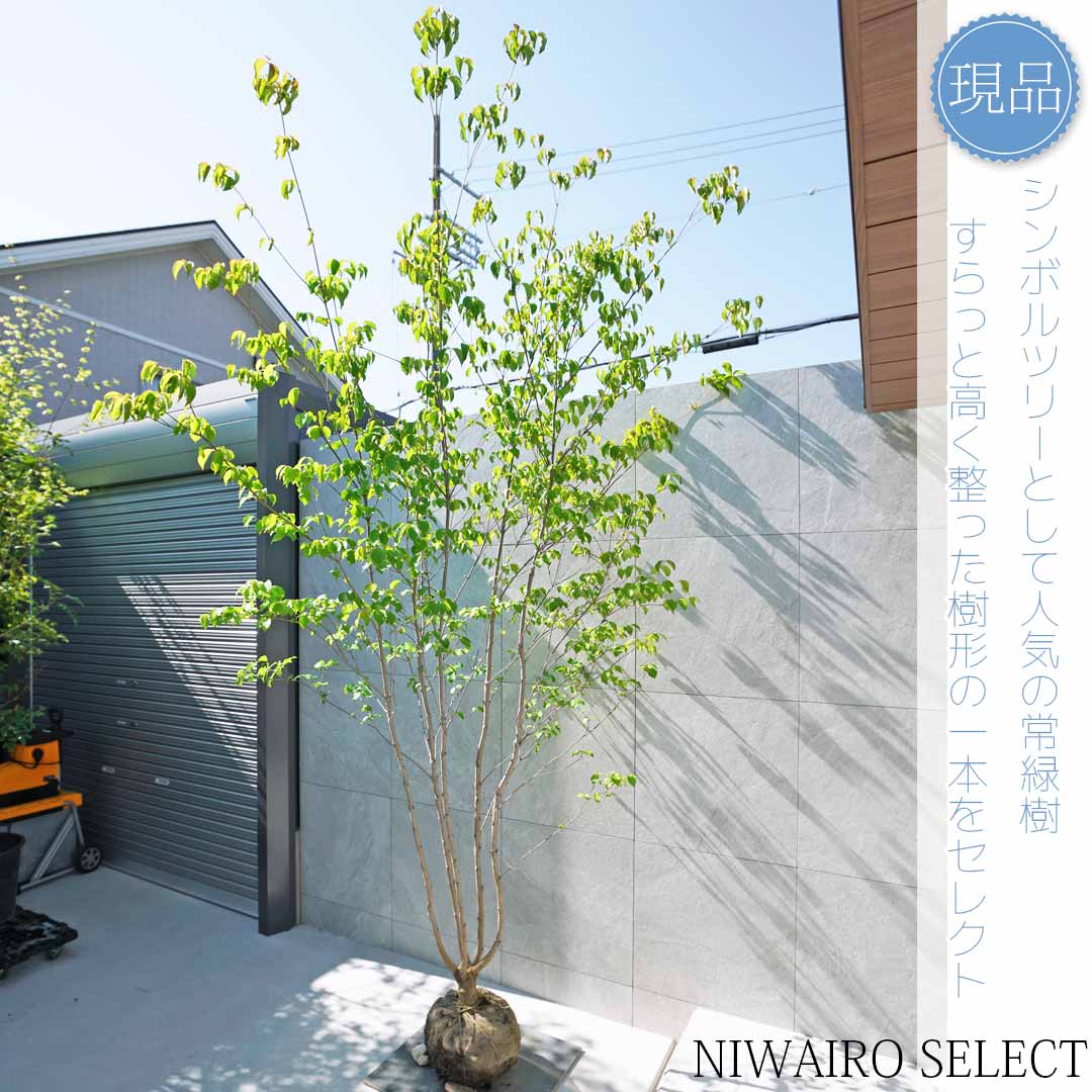 楽天市場】山採り【ヤマボウシ】 株立ち 自然樹形 樹高H≒300