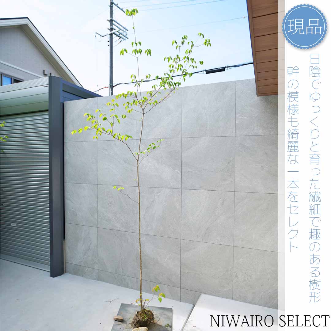 楽天市場】山採り【ヤマボウシ】 株立ち 自然樹形 樹高H≒300 × 枝張W