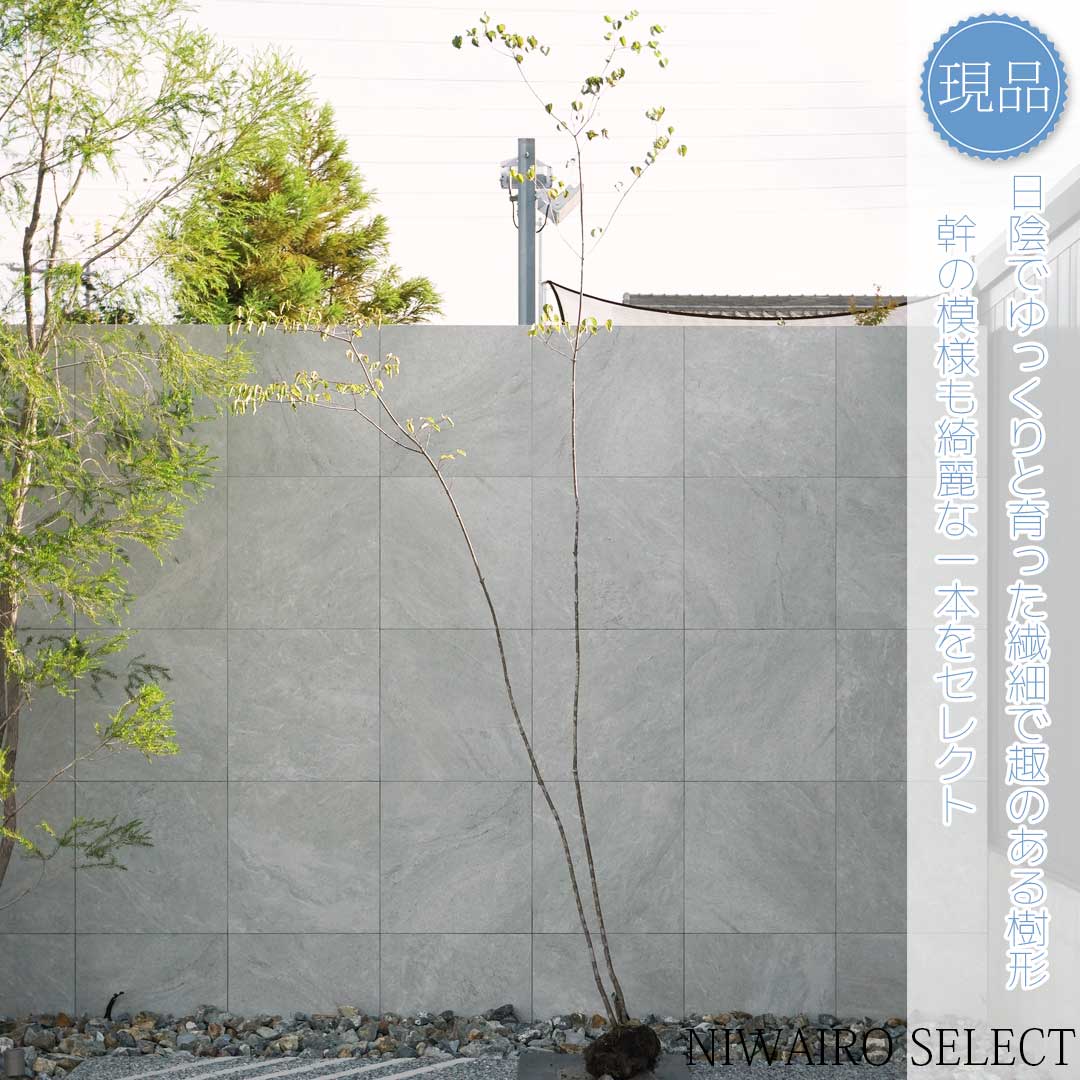 楽天市場】山採り【ヤマボウシ】 株立ち 自然樹形 樹高H≒300 × 枝張W