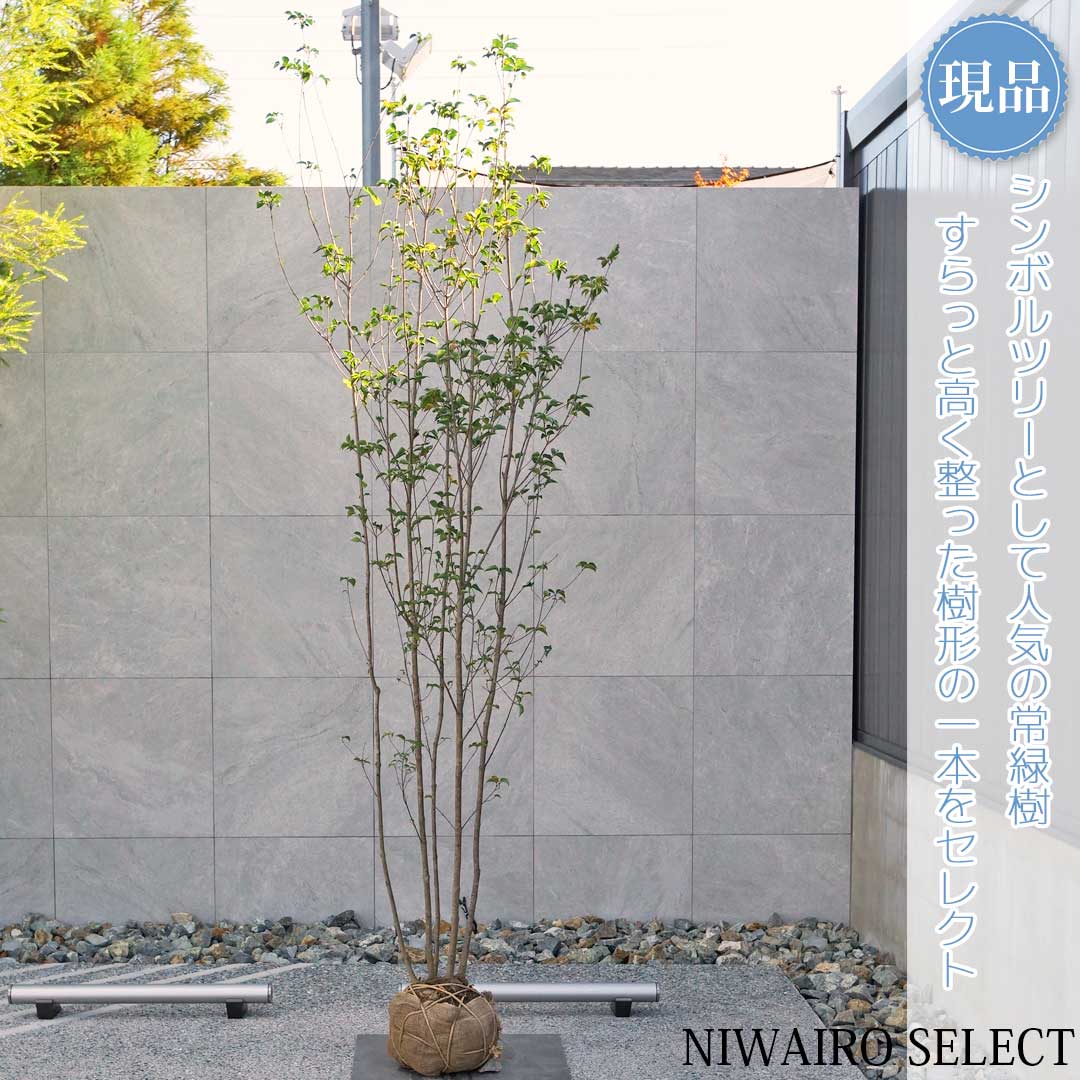 楽天市場】山採り【ヤマボウシ】 株立ち 自然樹形 樹高H≒285 × 枝張W