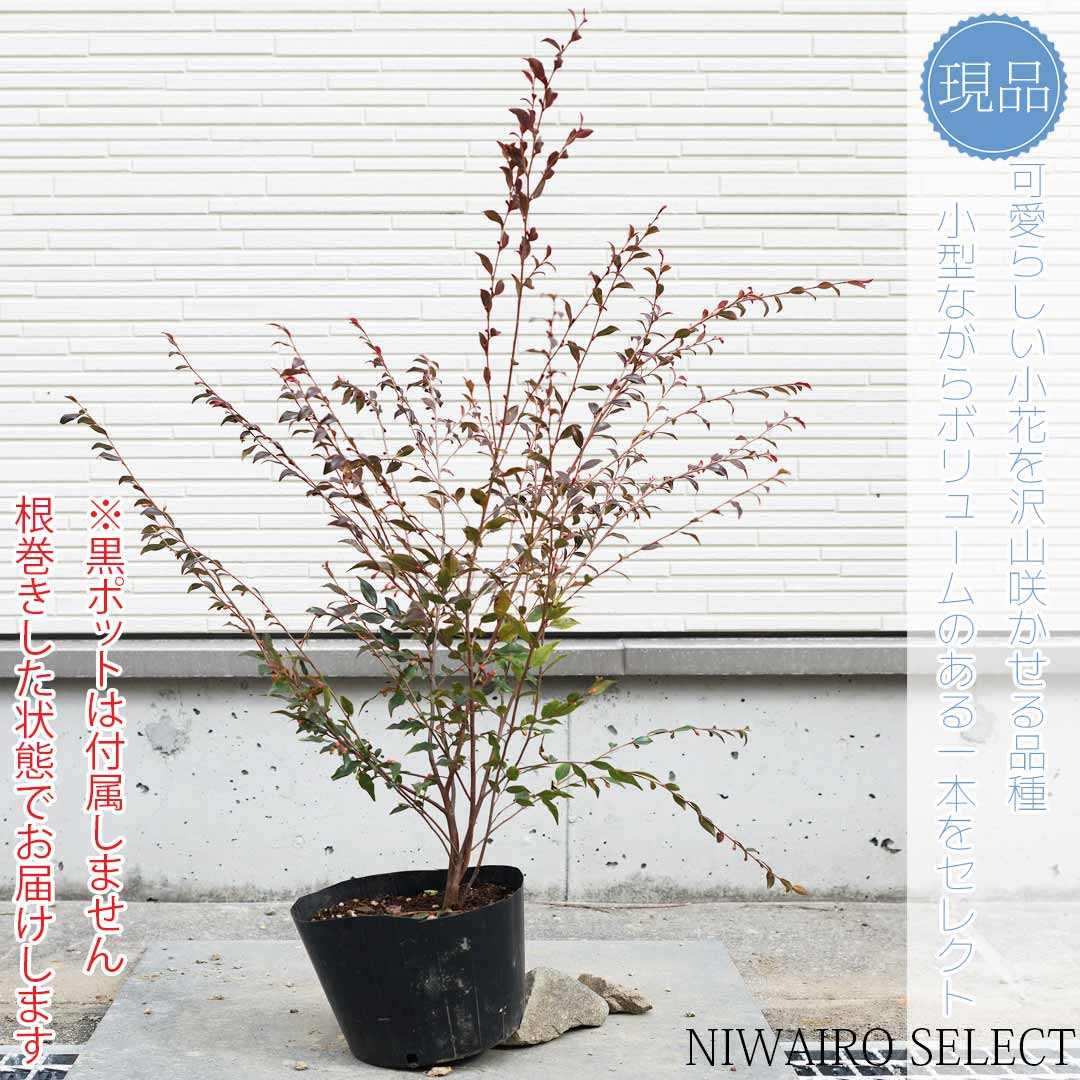 【特価】サンカクバアカシア オージープランツ ボリューム株 観葉植物 楽天市場】【アカシア】 サンカクバアカシア 三角葉 オージープランツ