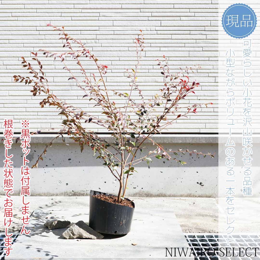 楽天市場】【アカシア】 サンカクバアカシア 三角葉 オージープランツ