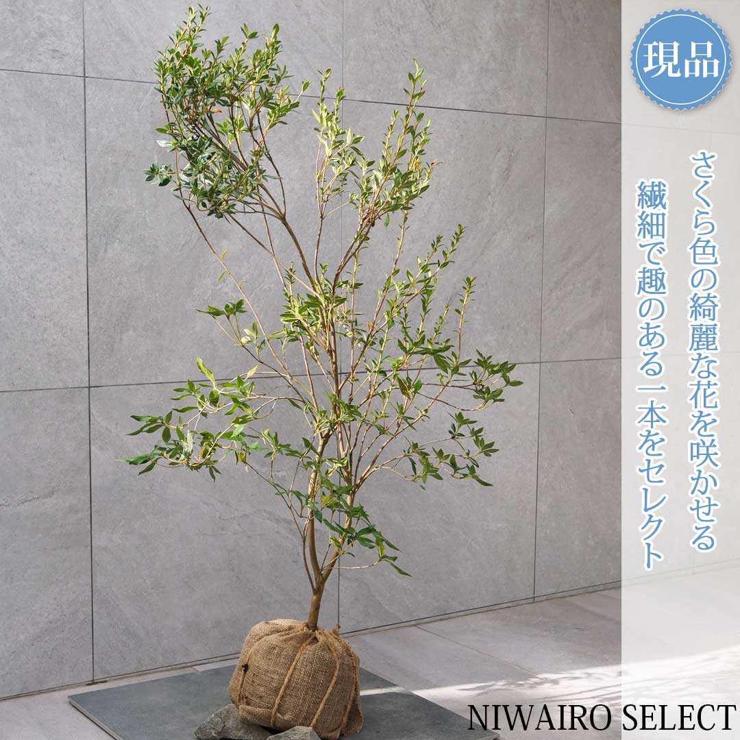 楽天市場】【ミツバツツジ】 自然樹形 樹高H≒220 × 枝張W≒80cm 低木