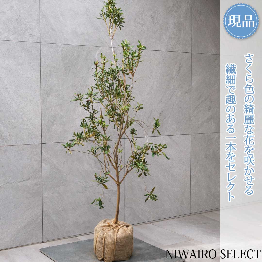 楽天市場】【ミツバツツジ】 自然樹形 樹高H≒220 × 枝張W≒80cm 低木