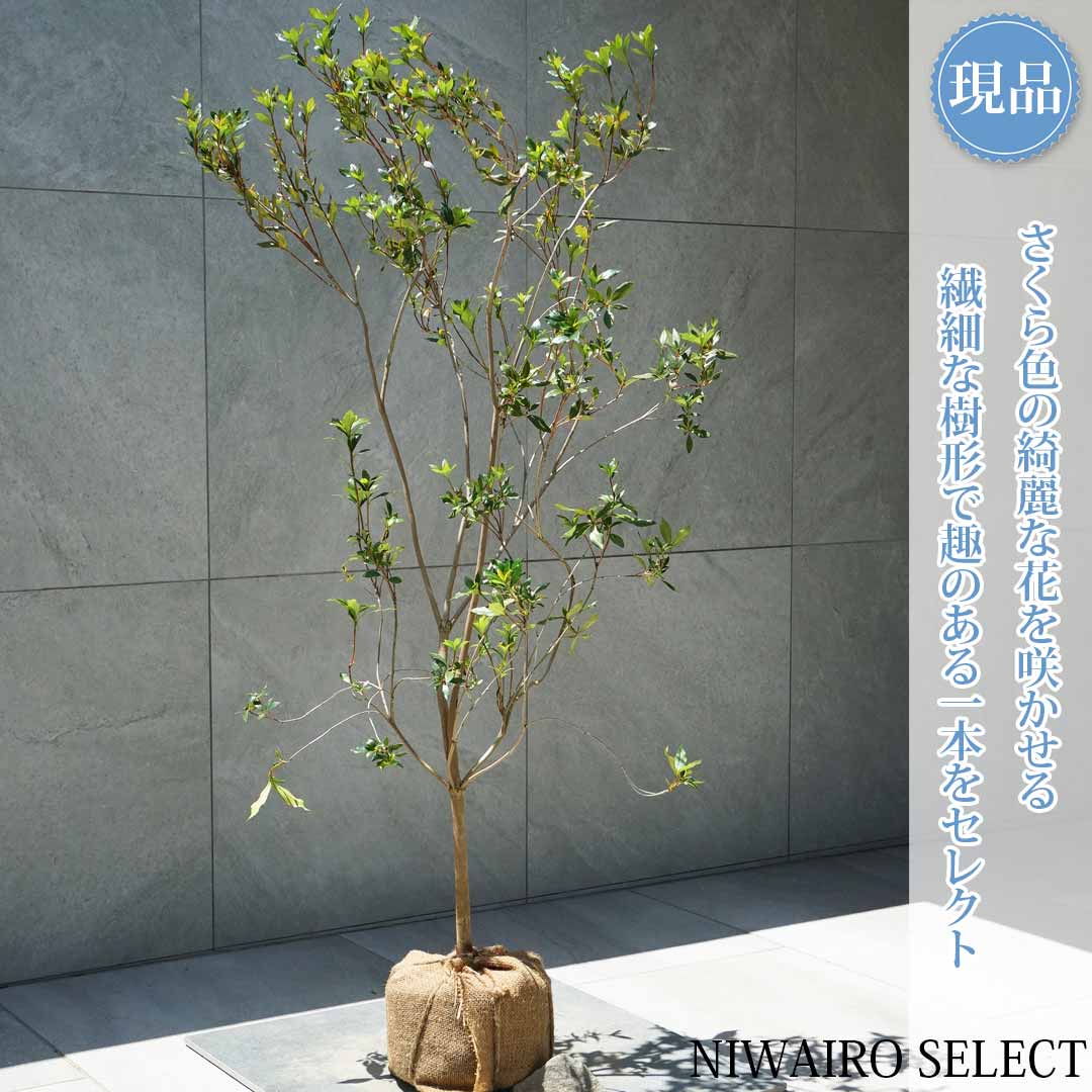 一般受け樹種