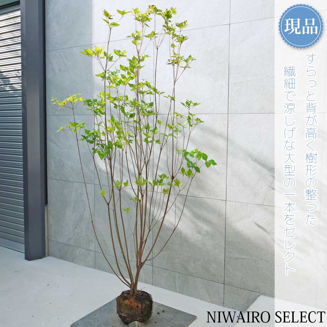 楽天市場】山採り【ドウダンツツジ】 自然樹形 株立ち 樹高H≒180 × 枝