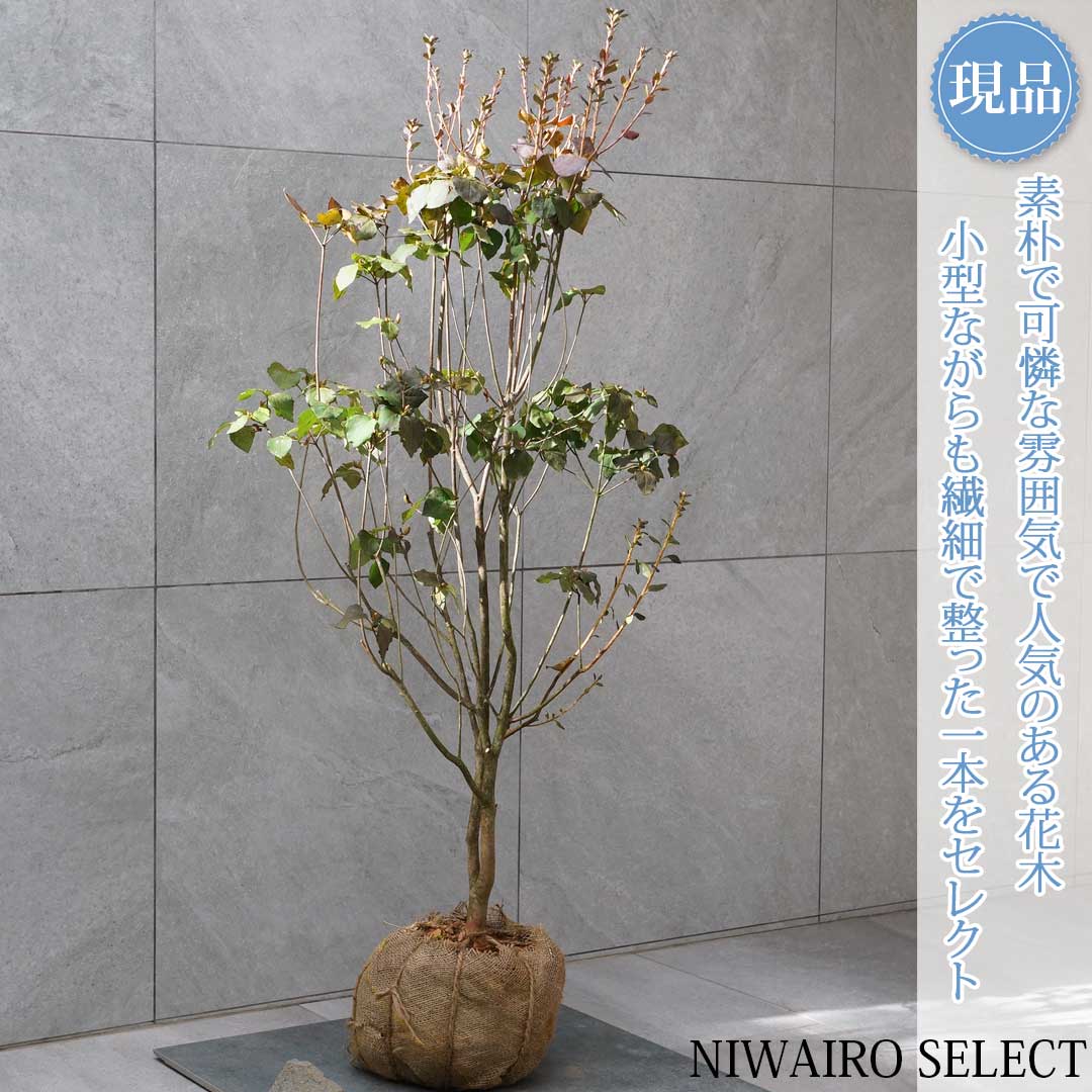 【ミツバツツジ】三つ葉躑躅 自然風樹形 樹高H≒120 × 枝張W≒60cm 低木 落葉樹 シンボルツリー 植木 庭木 樹木 植栽 和風 洋風 ガーデニング おしゃれ【送料無料】|にわいろSELECT