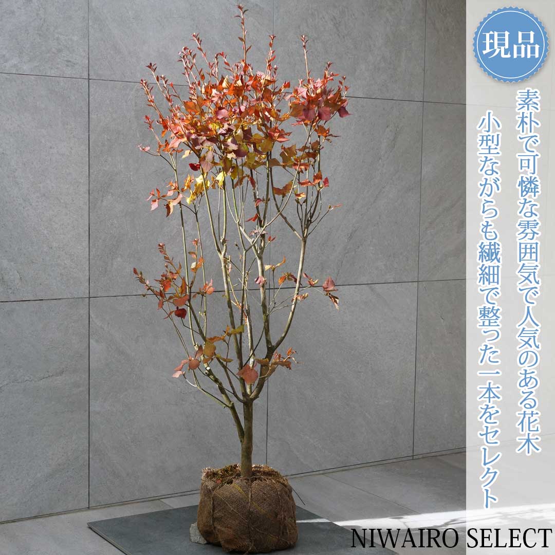 楽天市場】【ミツバツツジ】 三つ葉躑躅 自然樹形 樹高H≒120 × 枝張W