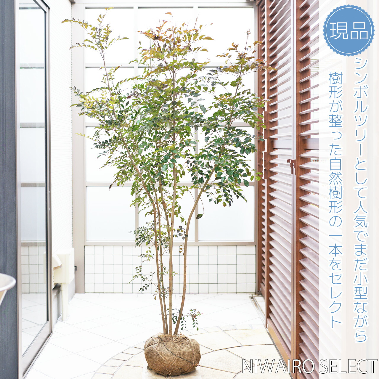 現品》シマトネリコ株立ち樹高1.4m(根鉢含まず)201【苗木 現品》シマトネリコ株立ち樹高1.4m(根鉢含まず)201【苗木