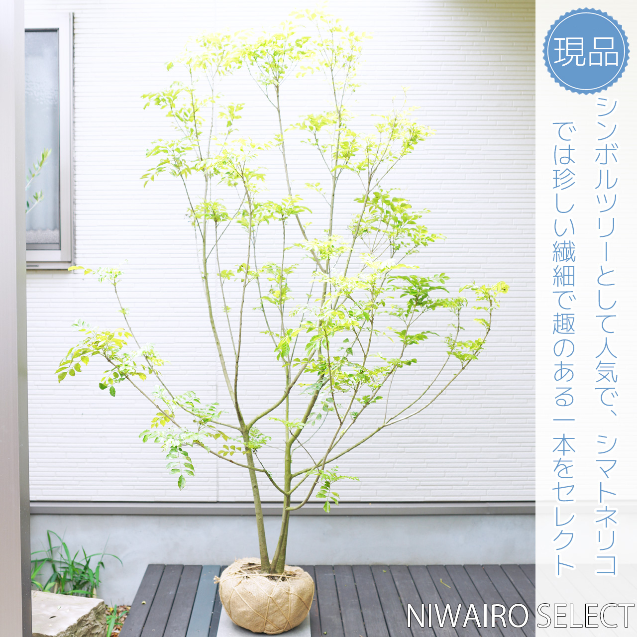 ドウダンツツジ 株立ち 自然樹形 - 植物/観葉植物