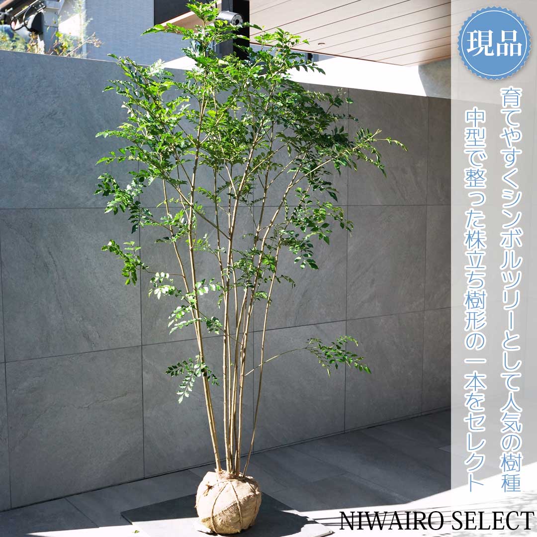 楽天市場】【シマトネリコ】 株立ち 自然樹形 樹高H≒210 × 枝張W
