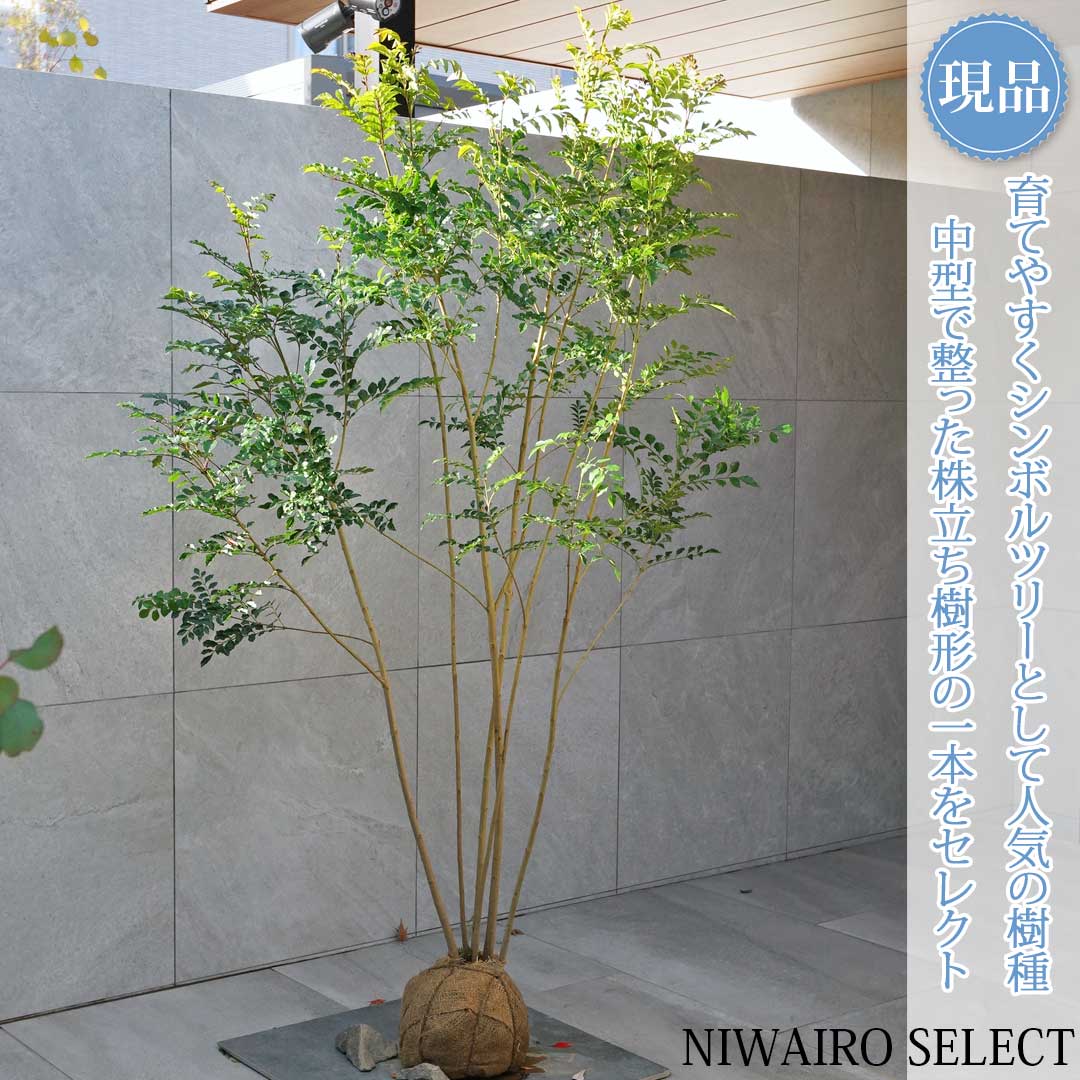 楽天市場】【シマトネリコ】 株立ち 自然樹形 樹高H≒240 × 枝張W