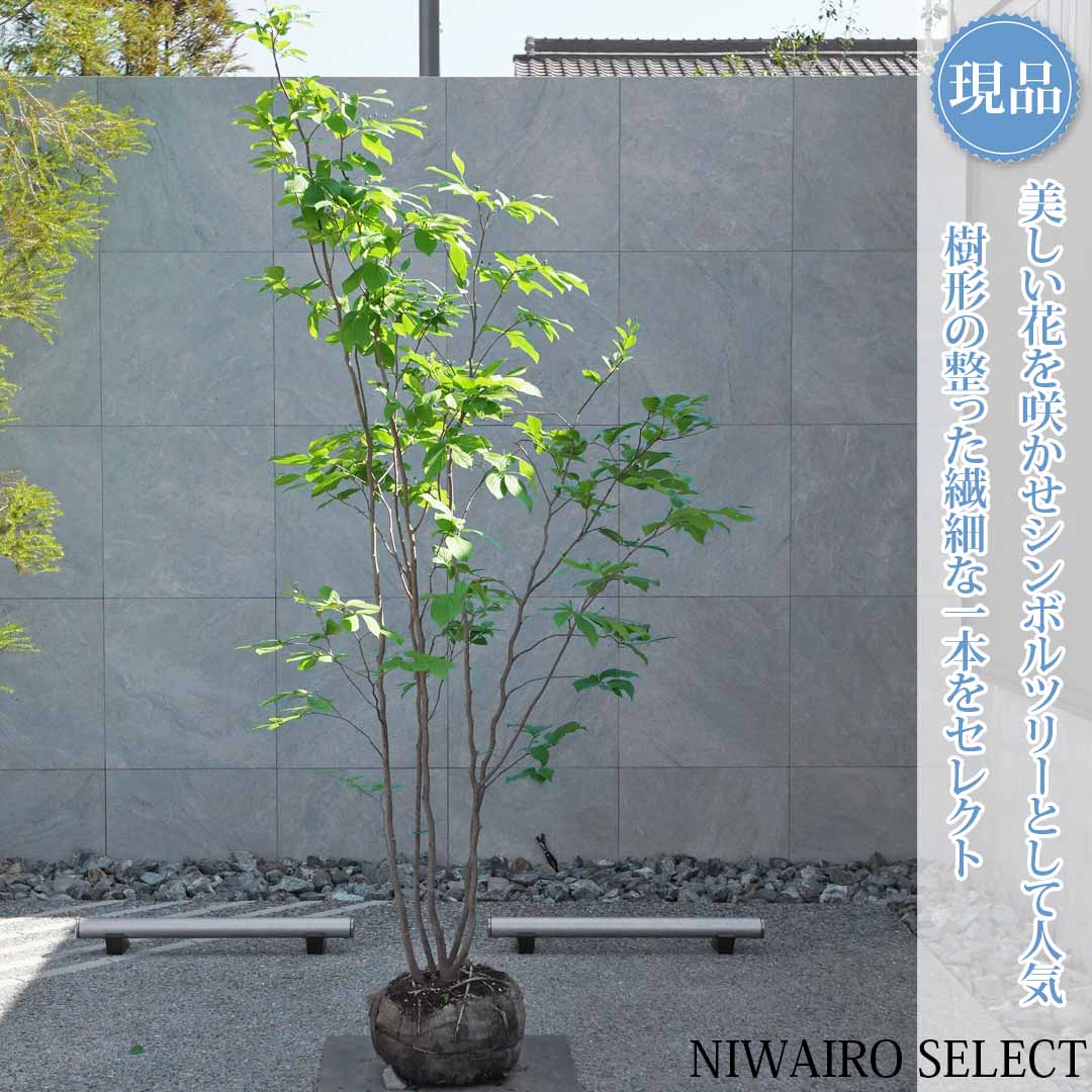 一般受け樹種