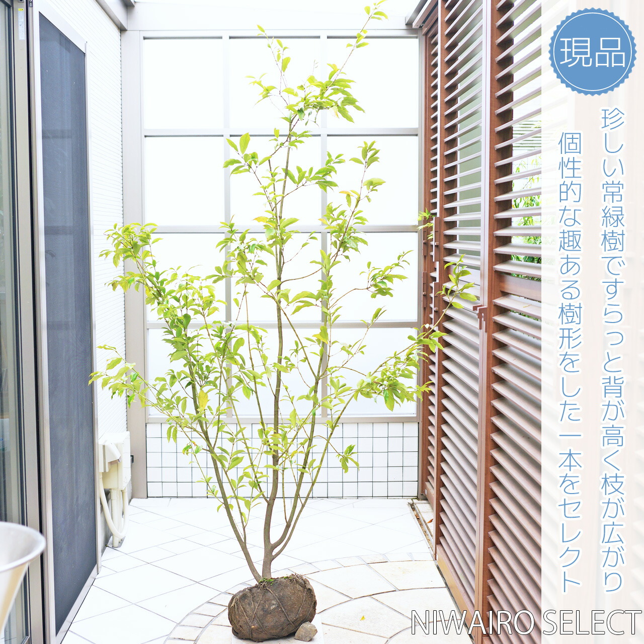 【楽天市場】【アカネマユミ】 茜 トキワマユミ 常緑マユミ 常盤真弓 自然樹形 樹高H≒185 × 枝張W≒130cm 低木 常緑樹 小型