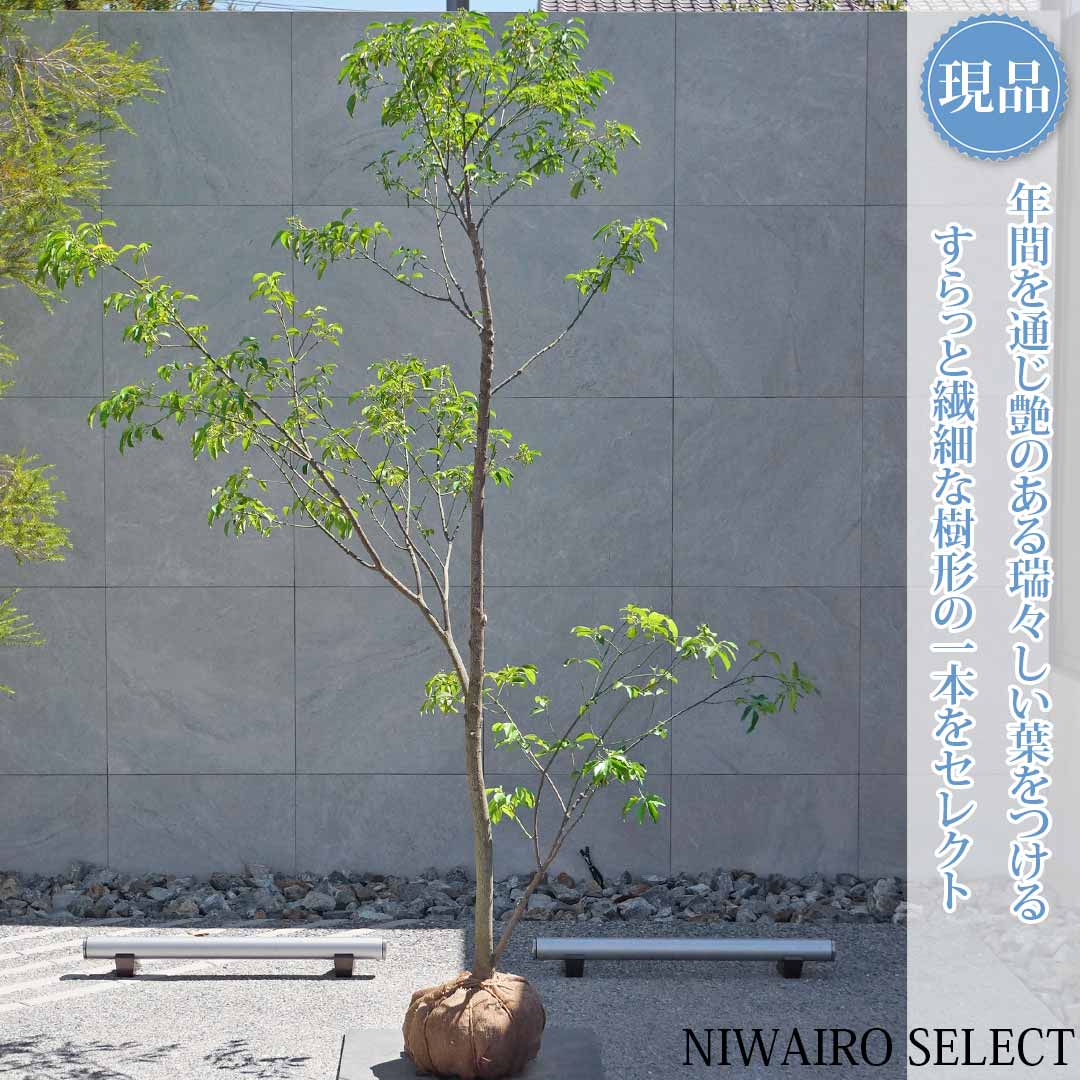 一般受け樹種