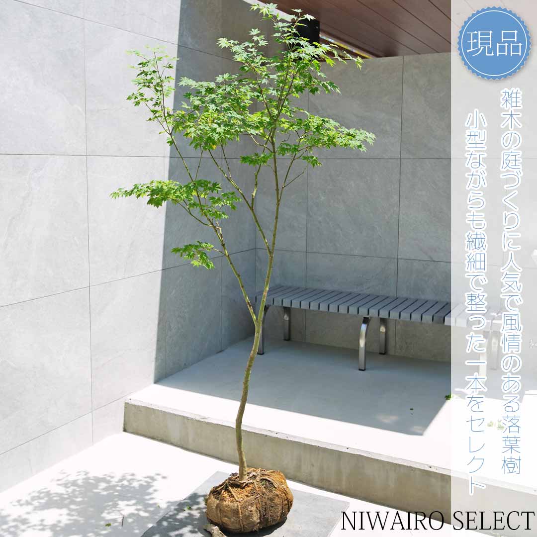 楽天市場】山採り【カエデ】楓 コハウチワカエデ 自然樹形 樹高H
