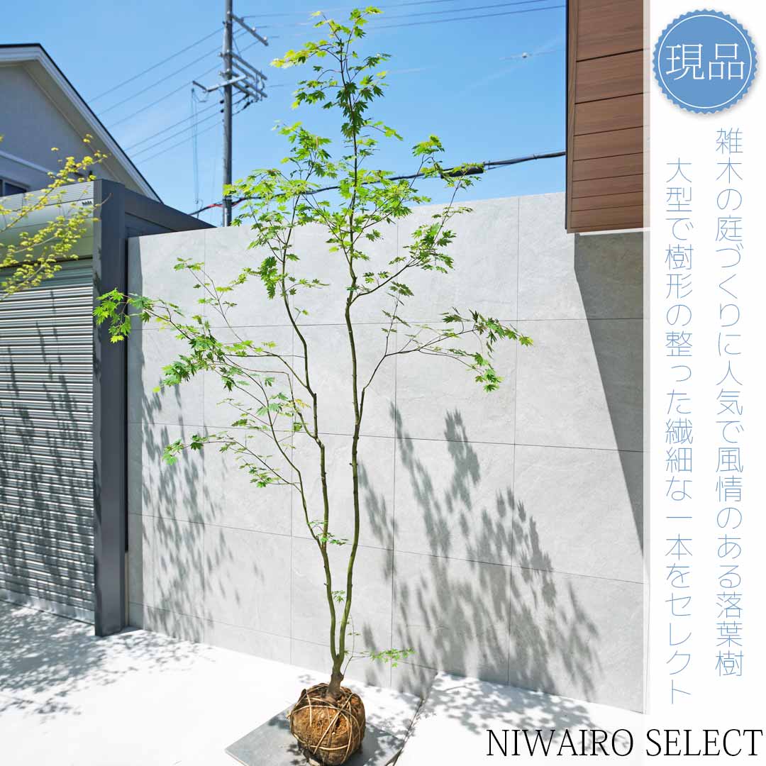 山採り コハウチワカエデ 自然樹形 楽天市場】山採り【カエデ】楓 コハウチワカエデ 自然樹形 樹高H