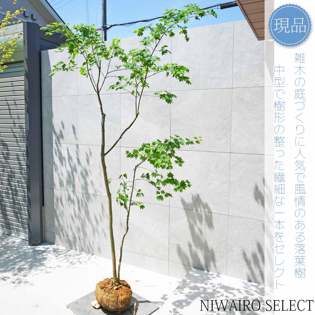 コハウチワカエデ/山採り天然木【現品発送】管理70234 楽天市場】山採り【カエデ】楓 コハウチワカエデ 自然樹形 樹高H