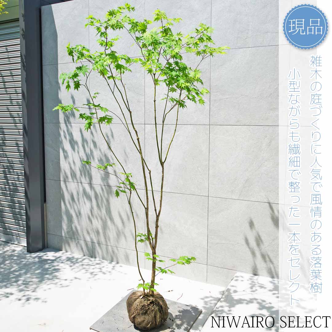 楽天市場】【現品】山採り【ハウチワカエデ】羽団扇楓 株立ち 自然風樹