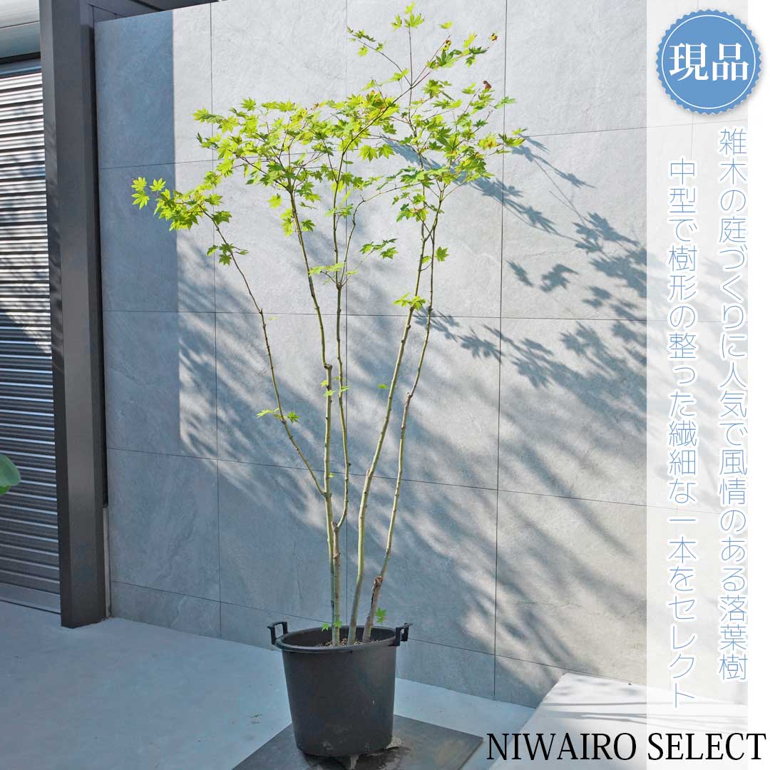 コハウチワカエデ/山採り天然木【現品発送】管理70062 楽天市場】山採り【カエデ】楓 コハウチワカエデ 株立ち 自然樹