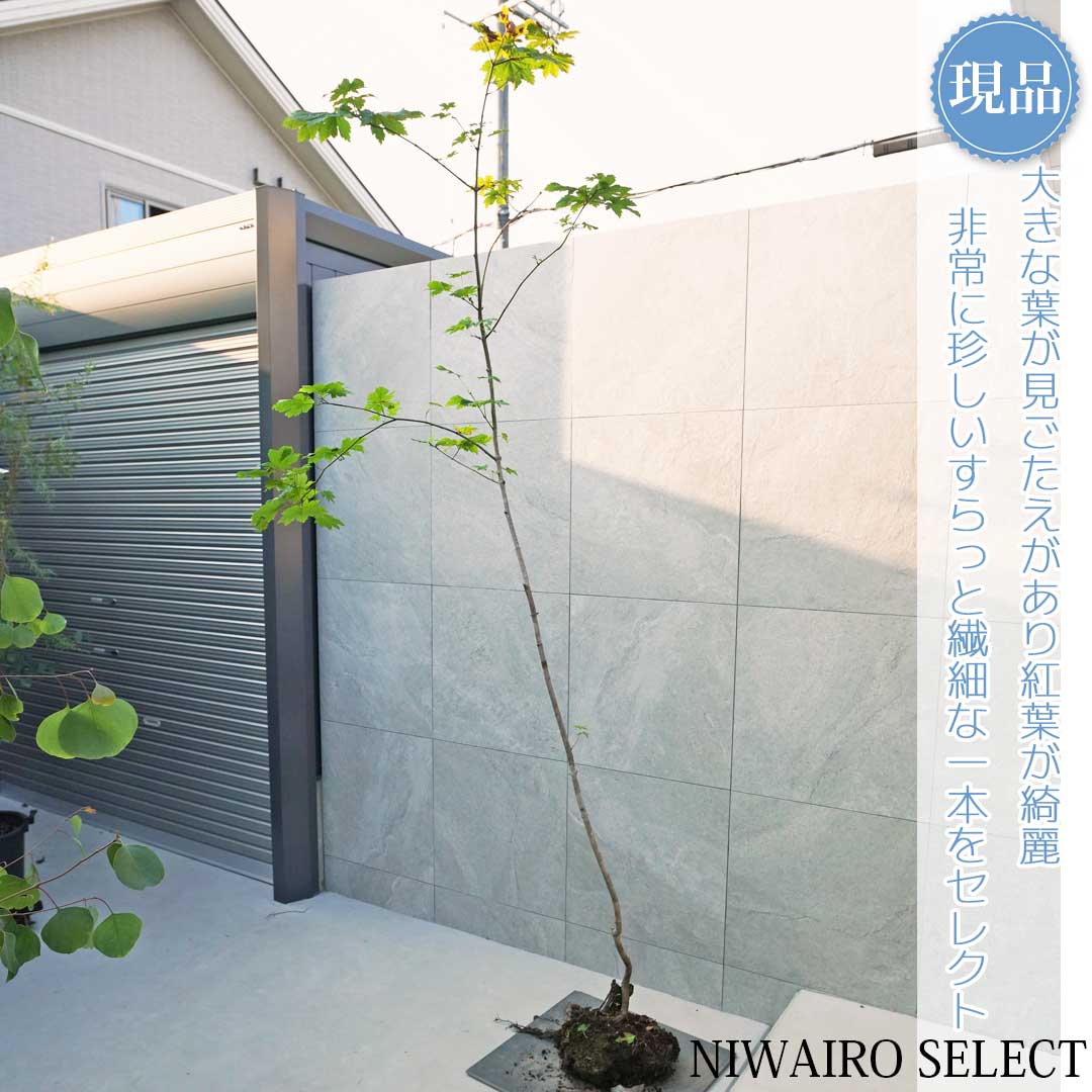 山採り天然　コハウチワカエデ５本株立 極上天然株。山採りコハウチワカエデ。