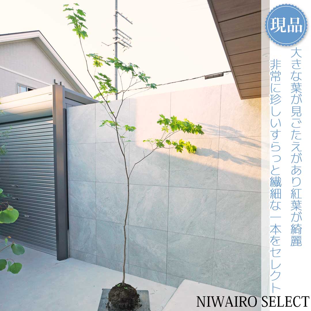 楽天市場】山採り【ヤマボウシ】 株立ち 自然樹形 樹高H≒265 × 枝張W