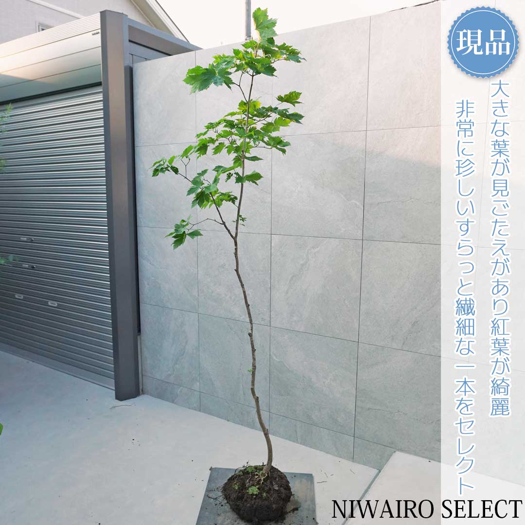 40 山採り　コハウチワカエデ 楽天市場】山採り【カエデ】楓 コハウチワカエデ 株立ち 自然樹