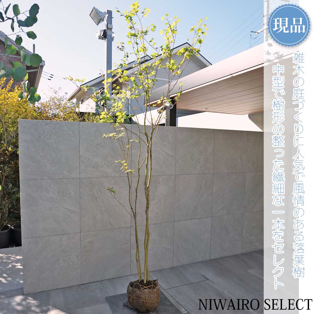 楽天市場】山採り【カエデ】楓 コハウチワカエデ 株立ち 自然樹