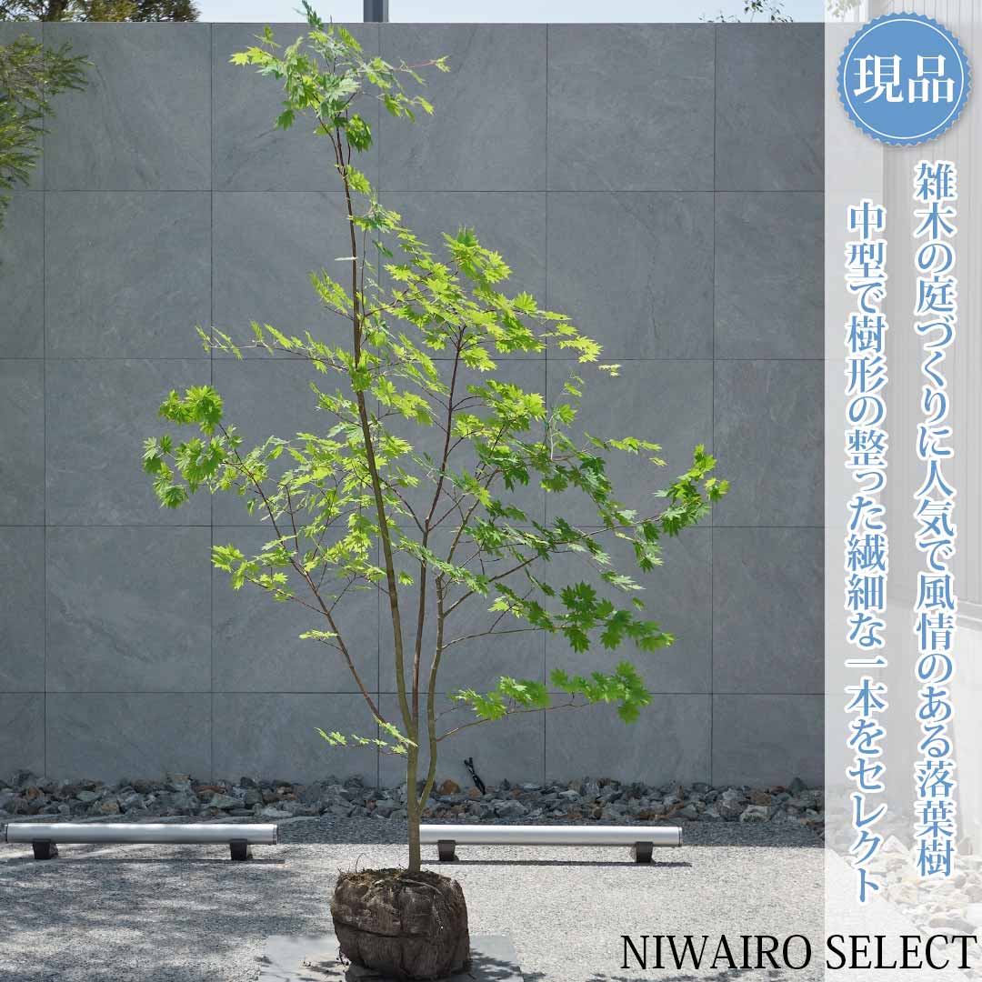 一般受け樹種