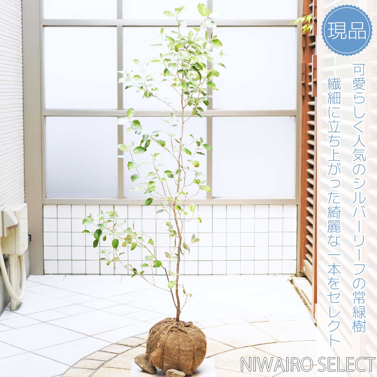【シマグミ】シルバーリーフ 自然樹形 樹高H≒110 × 枝張W≒55cm 低木 常緑樹 シンボルツリー 小型 中型 大型 雑木風 植木  庭木 樹木 植栽 植物 苗木 和風 ガーデニング インテリア エクステリア おしゃれ 【送料無料】 にわいろSELECT