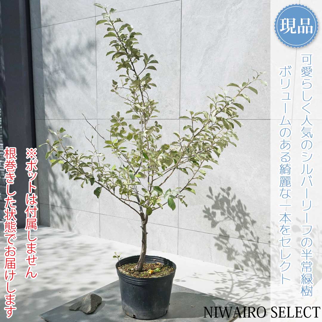 ま*ゃ様 ココスヤシシルバーリーフ【極太】葉先190cm幹回り70cm 幹高25 ま*ゃ様 ココスヤシシルバーリーフ【極太】葉先190cm幹回り70cm 幹高