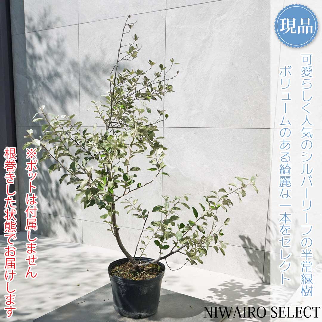 m*3様 ココスヤシシルバーリーフ【極太】葉先130cm幹回り70cm 幹高20 m*3様 ココスヤシシルバーリーフ【極太】葉先130cm幹回り70cm 幹高