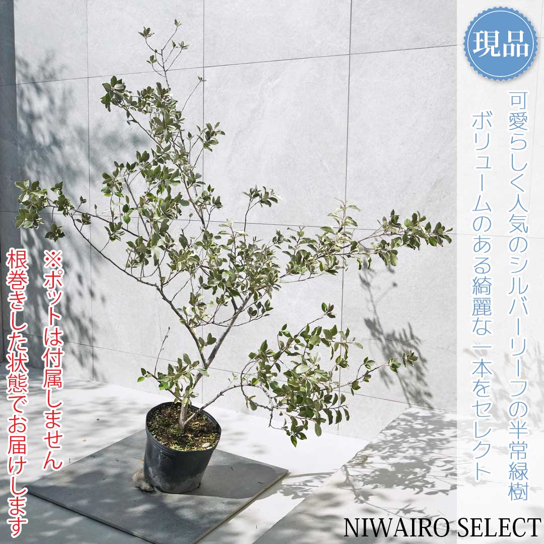 楽天市場】シマグミの木 苗木 6号 (b01) : 千草園芸