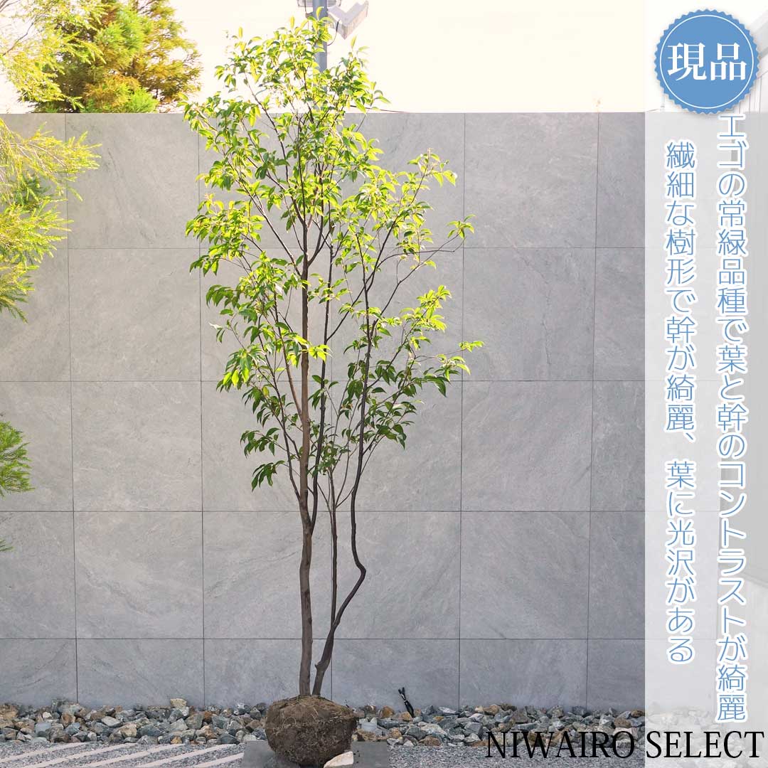 楽天市場】【現品発送】常緑エゴノキ 9号 樹高1.8-1.9m(鉢底から