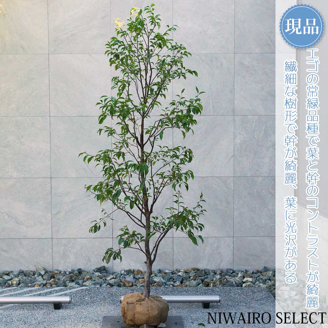 江州音頭 超逸品。エゴノキ本株立3.5M(鉢底から) 江州音頭様専用 超