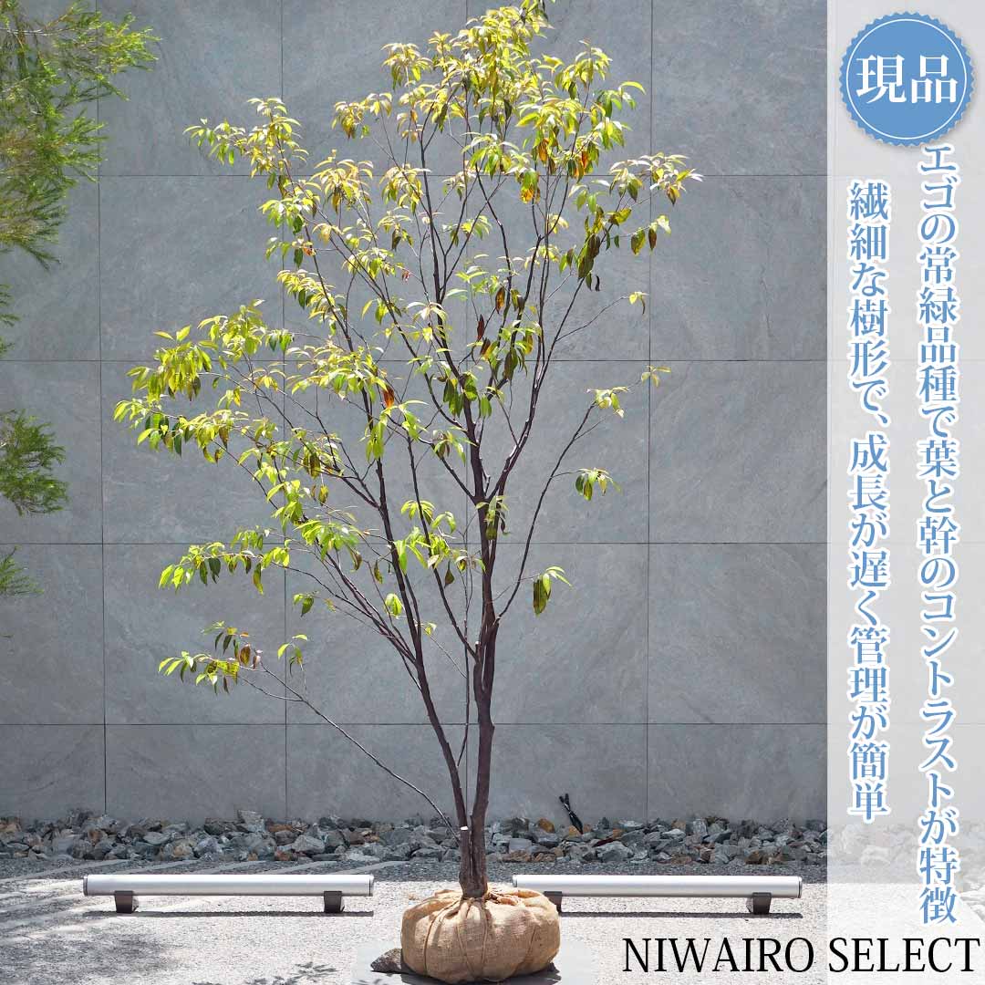 一般受け樹種