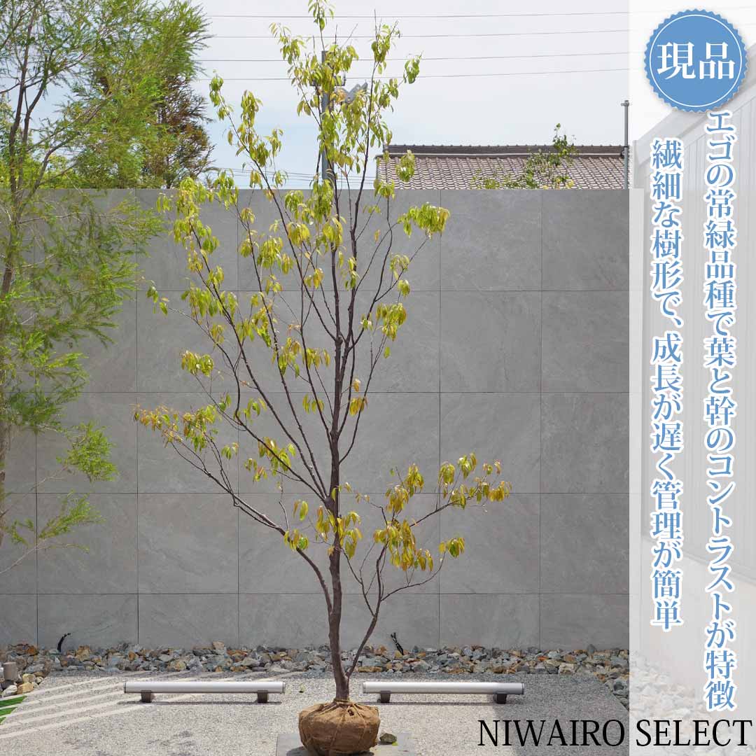 一般受け樹種