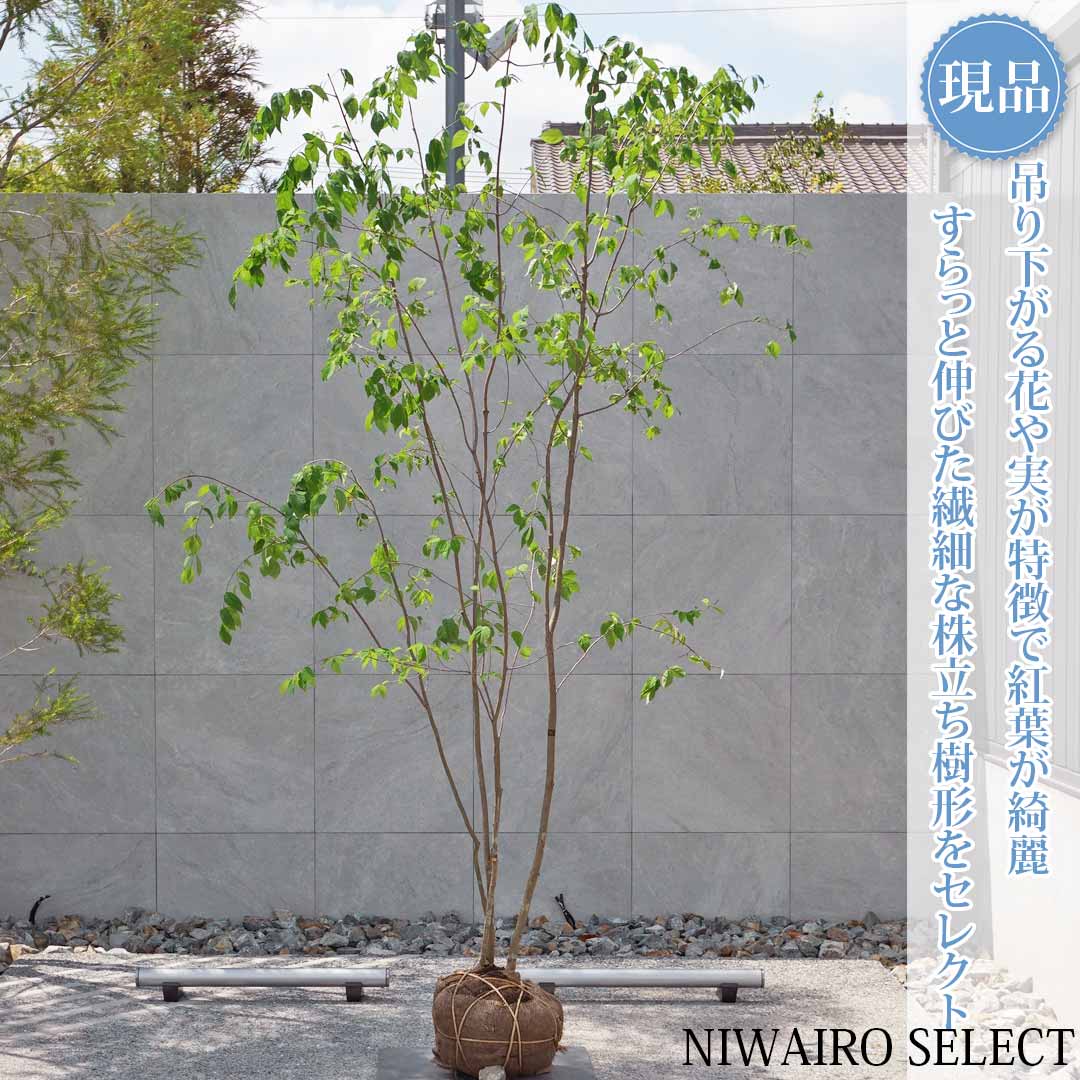 一般受け樹種