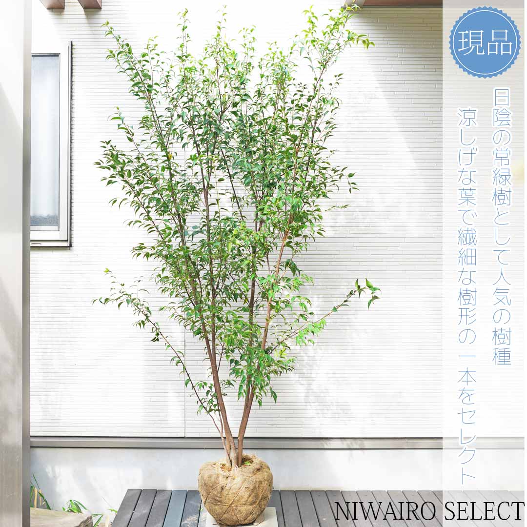 【楽天市場】【ハイノキ】 株立ち 自然樹形 樹高H≒200 × 枝張W≒120cm 高木 常緑樹 シンボルツリー 小型 中型 大型 雑木 植木 ...