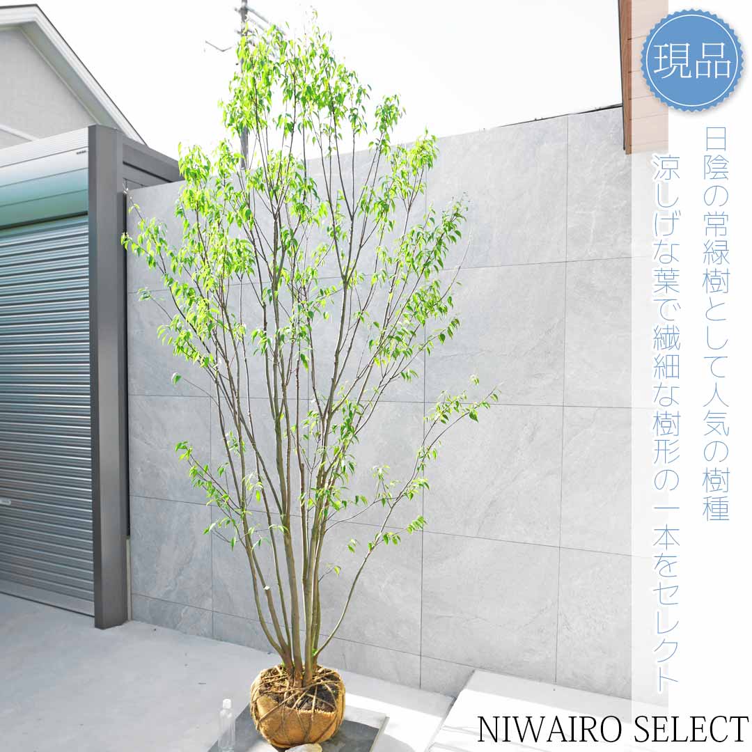 楽天市場】【現品発送】【6カ月枯れ保証】【山採り天然木