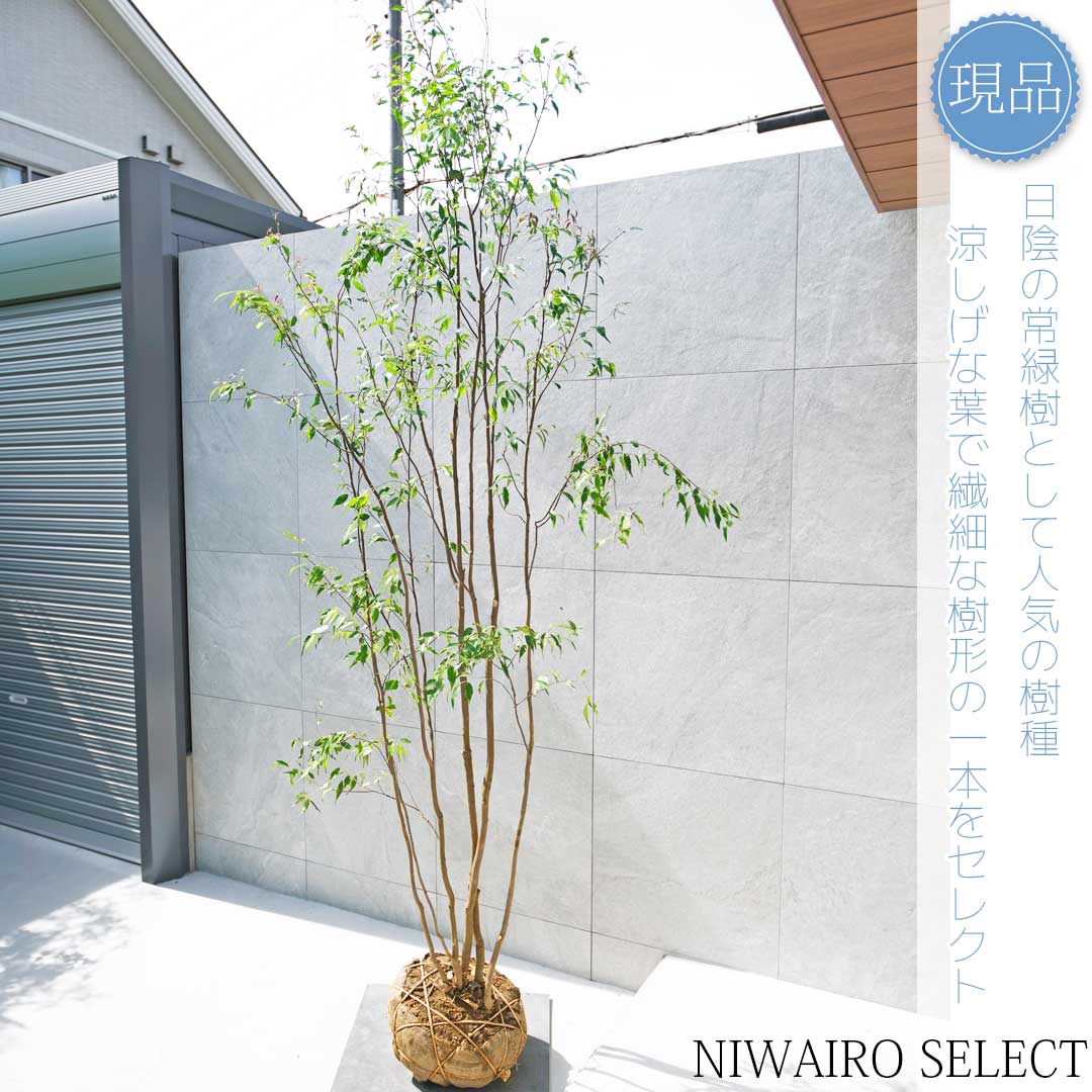 特上。天然ハイノキ株。 特上。天然ハイノキ株。