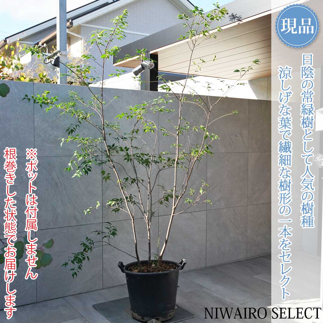 楽天市場】【ハイノキ】 自然樹形 株立ち 雑木風 樹高H≒170 × 枝張W