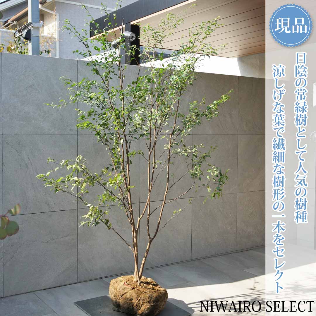 楽天市場】【ハイノキ】 株立ち 自然樹形 樹高H≒210 × 枝張W≒110cm