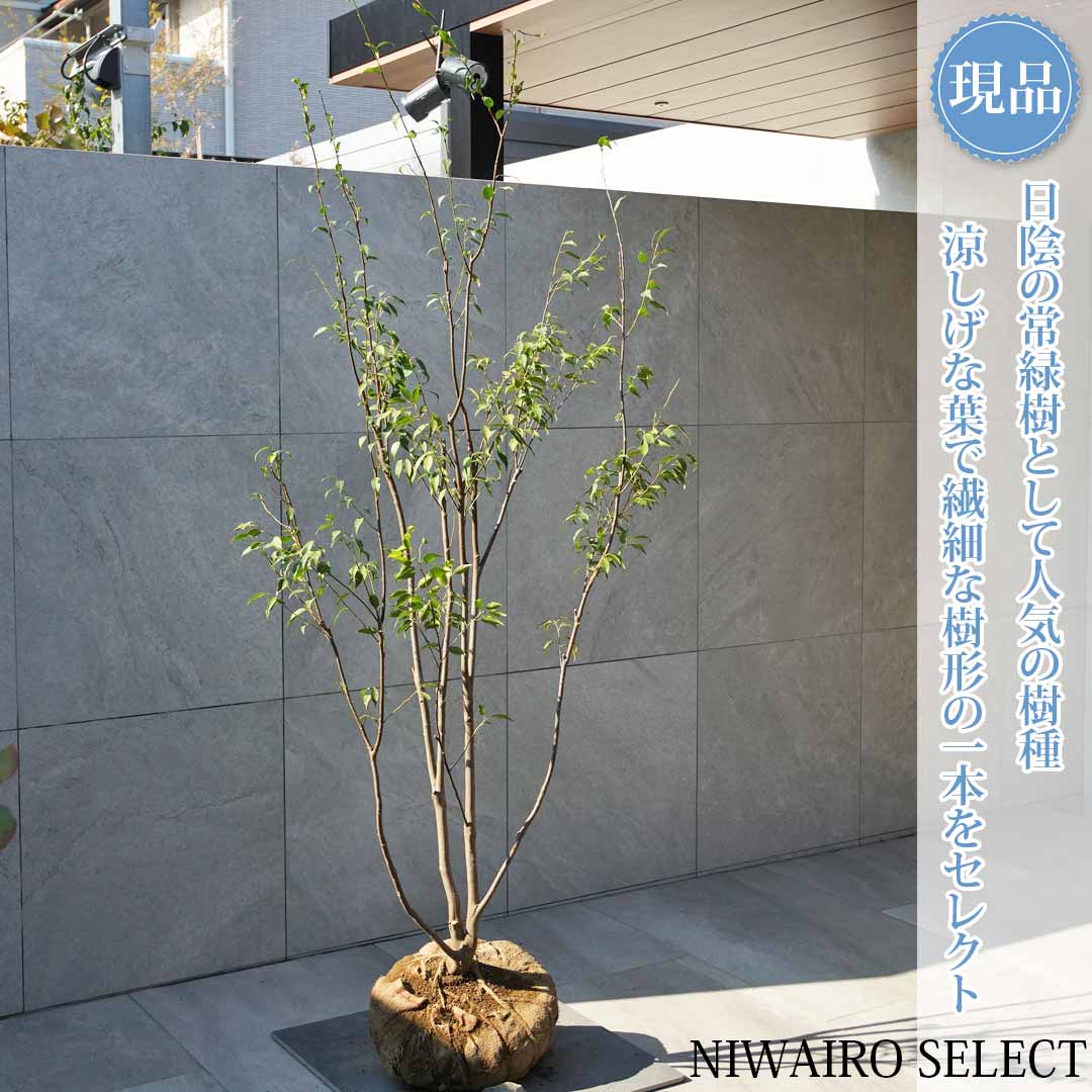 楽天市場】【現品発送】【6カ月枯れ保証】【山採り天然木】ハイノキ 株