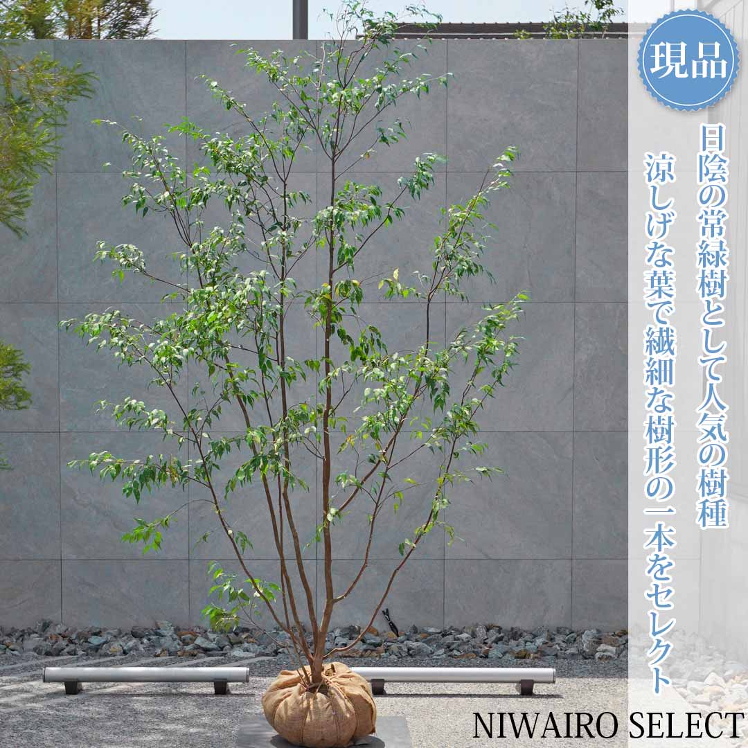 一般受け樹種