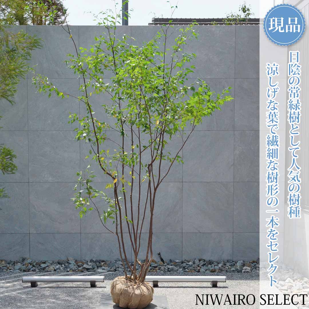 一般受け樹種