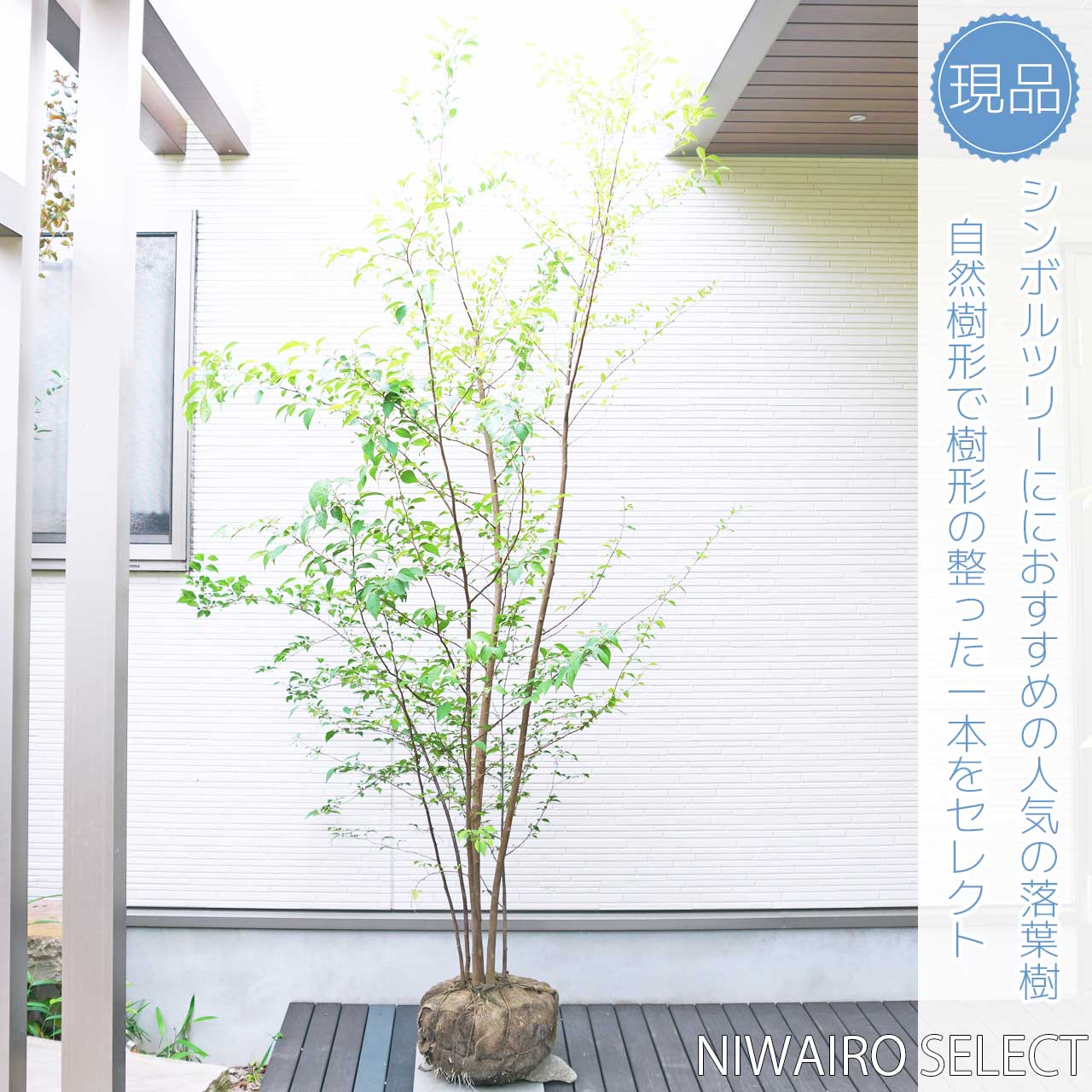 【楽天市場】【エゴノキ】 株立ち 自然樹形 樹高H≒200 × 枝張W 