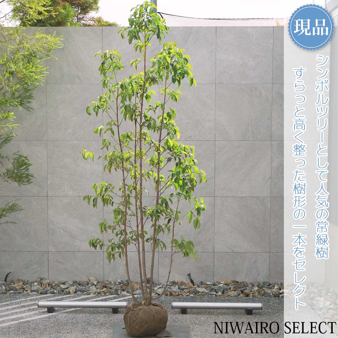 楽天市場】山採り【ヤマボウシ】 株立ち 自然樹形 樹高H≒300 × 枝張W