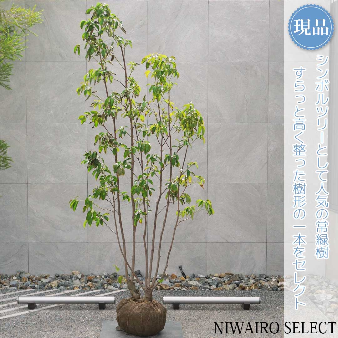 20 山採り　ヤマボウシ DSC09250.jpg